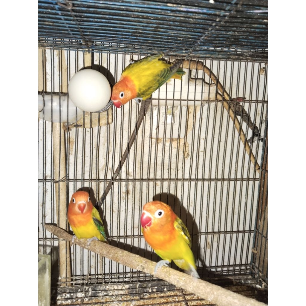 UNIQUE.PS-LOVEBIRD BIOLA PARBLUE MIX EUWING HARGA SATUAN