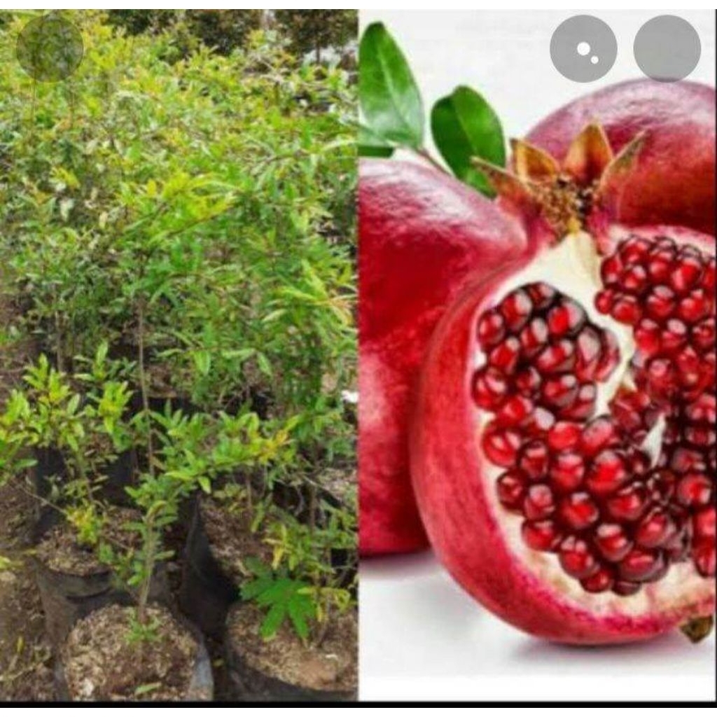 tanaman buah delima merah jumbo