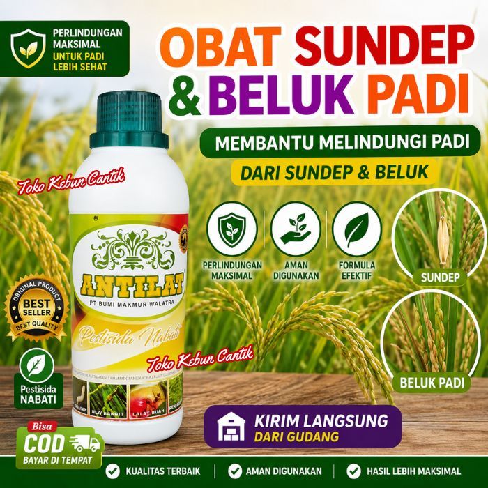 TERLARIS ANTILAT MEMBASMI SUNDEP DAN BELUK PADI Pestisida Hayati Mengatasi Hama Sundep Padi Insektis