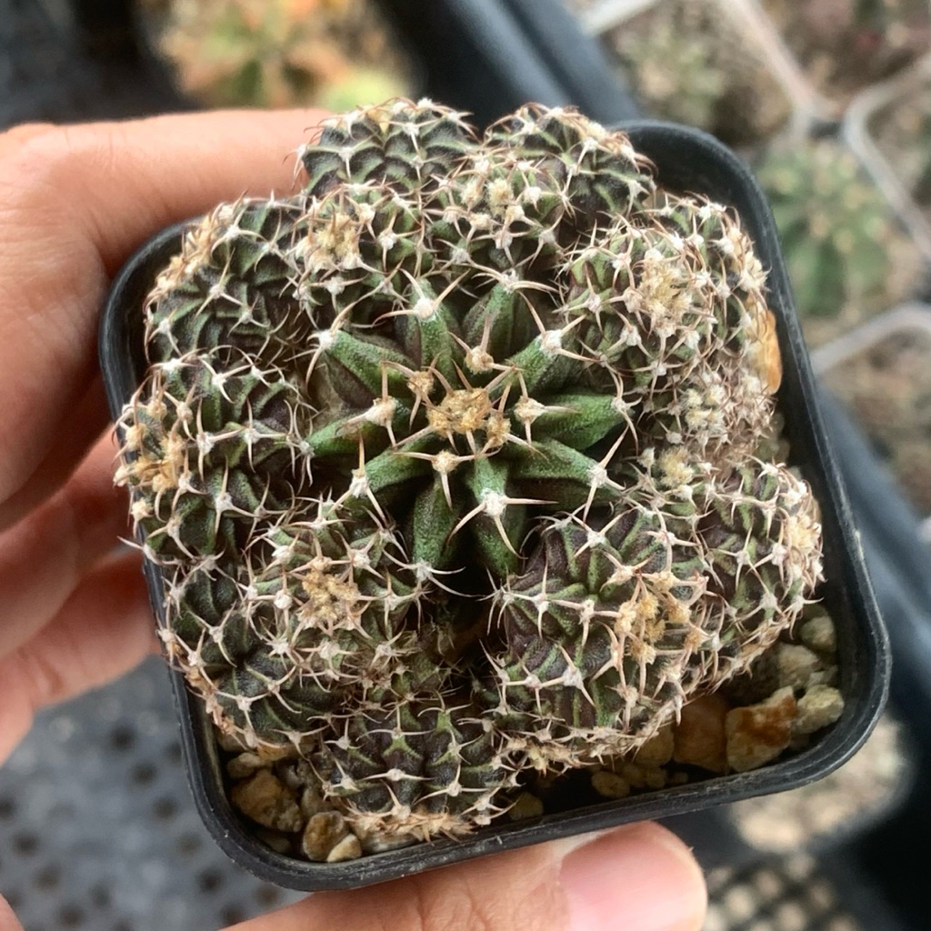 cl41 Gymno LB Hybrid cluster ( kaktus gymnocalycium T series lb x trex tanaman hias hidup gurun lb