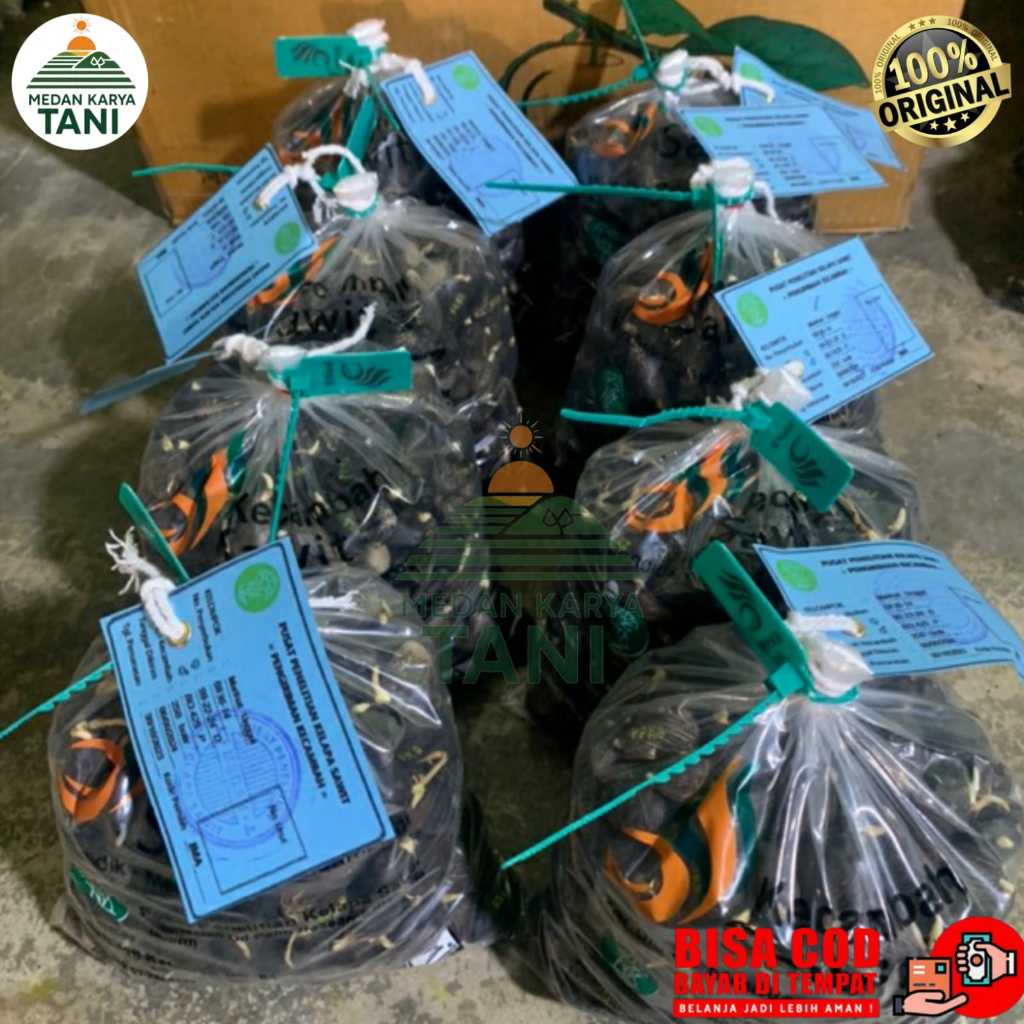 250 Butir Bibit Kelapa Sawit PPKS Simalungun Pelepah Pendek - Kualitas Super, Produksi Tinggi, Adapt