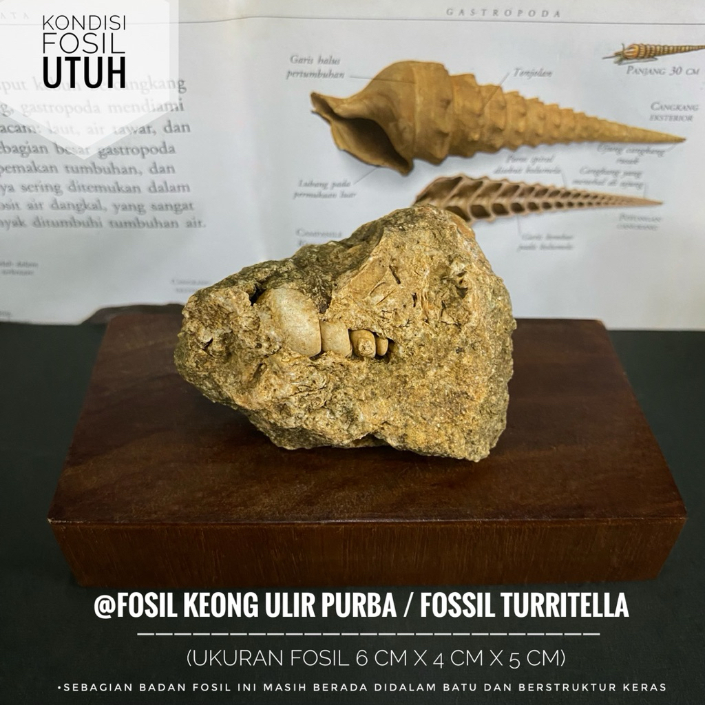Bongkahan Fosil Keong Ulir Purba atau Fossil Turritella atau Fosil Kerang atau Fosil Campanile