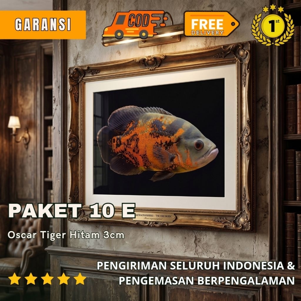 Hiasan Akuarium Hitam Tiger Oscar 10 pcs