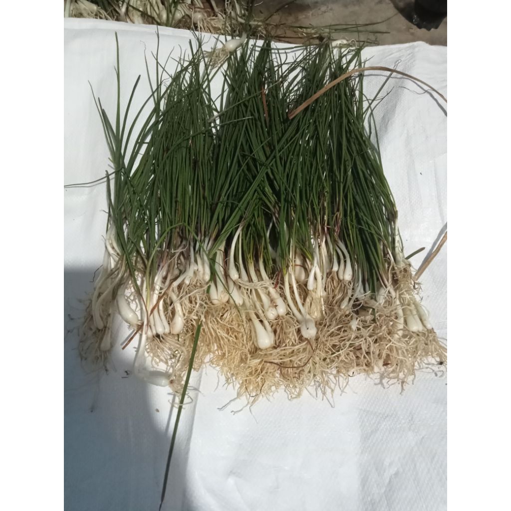 kucai atau lengkio 1kg