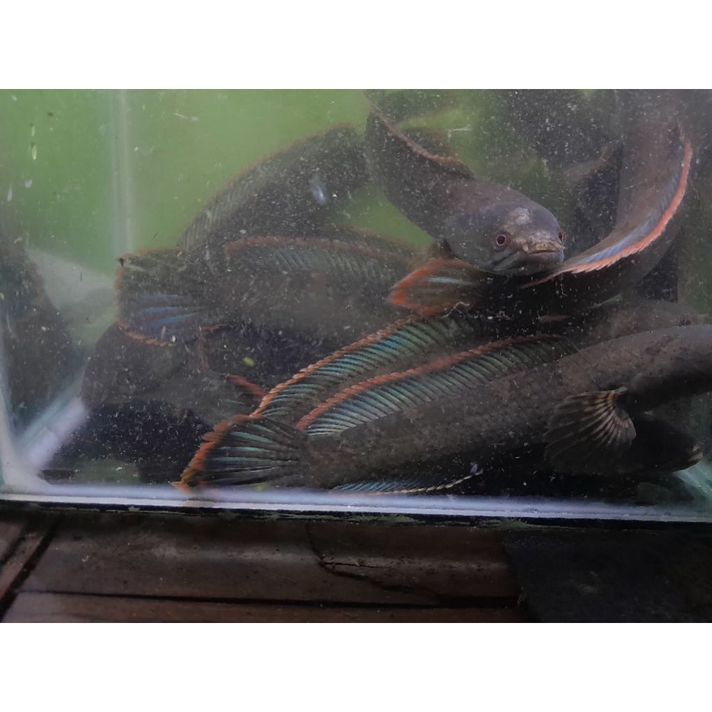 LIMBATA UNTUK PAIR 16-20CM