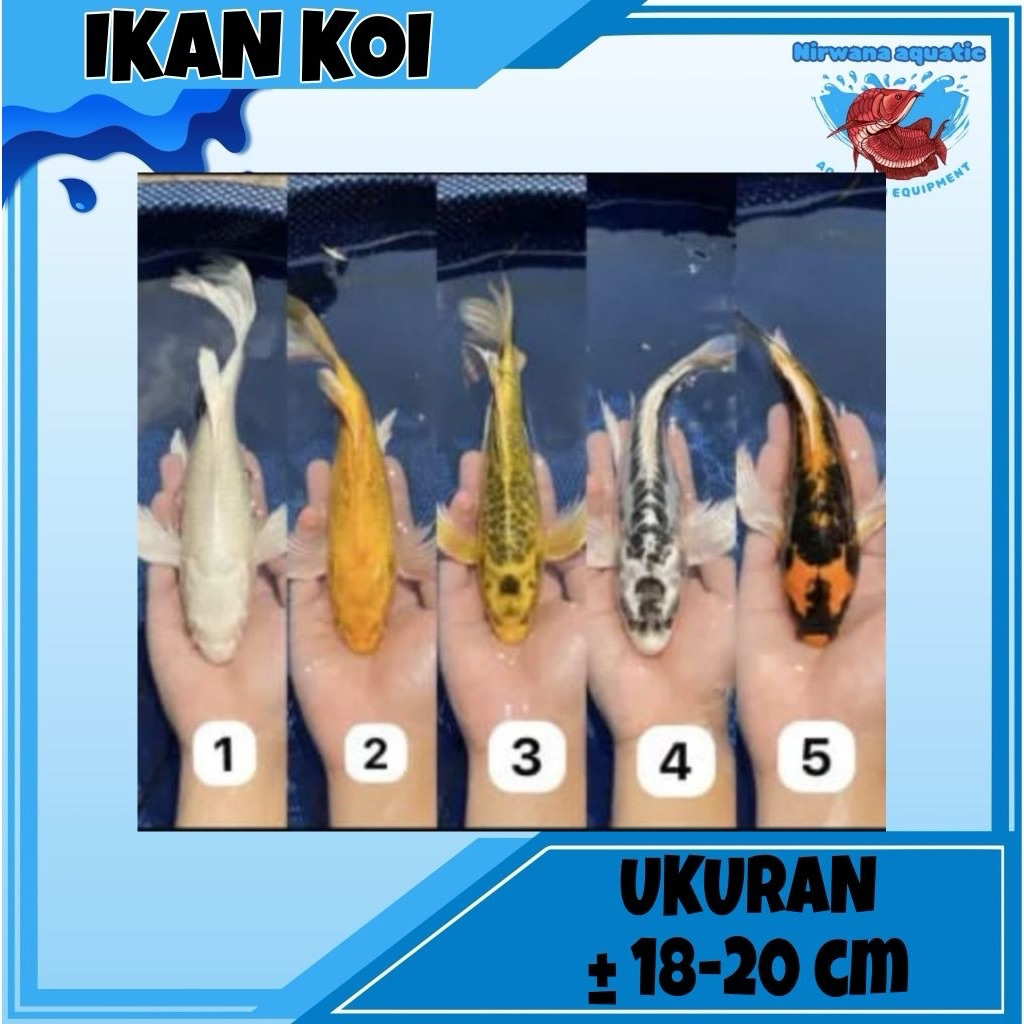 (HARGA /EKOR - BELI 5 FREE 1) IKAN KOI PLATINUM SLAYER, METALIK, KOBUTO, BANANA, MERAH PUTIH MIX  - 