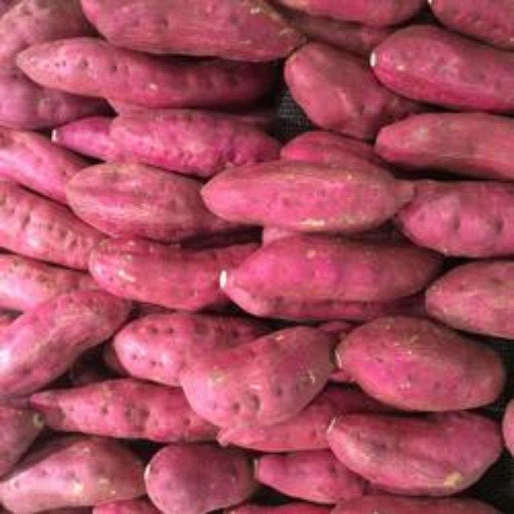 ubi ungu dalam oren perpaduan kedua ubi ungu dan kuning cocok untuk kukus lebih manis
