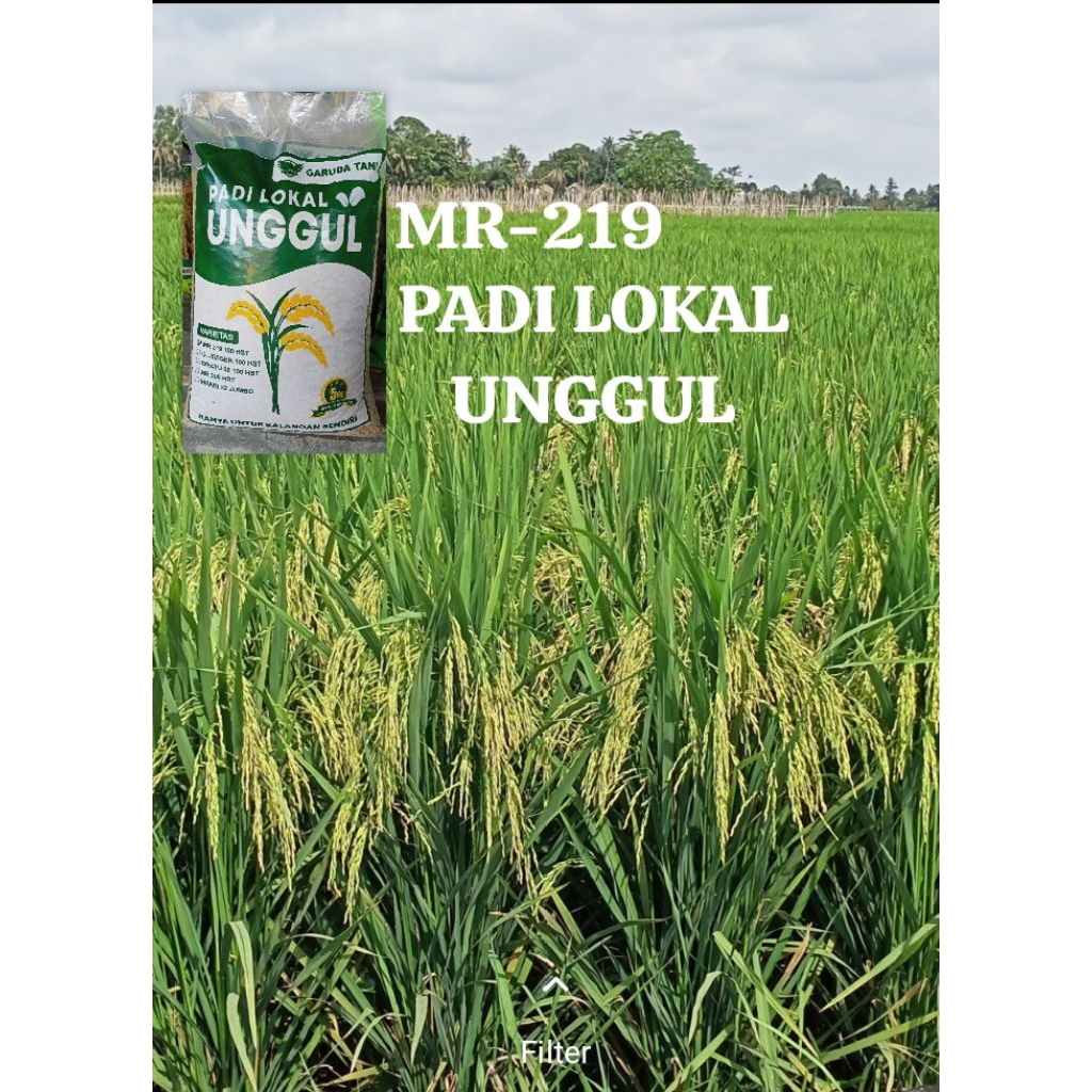 Bibit PADI LOKAL UNGGUL MR-219 (5kg)