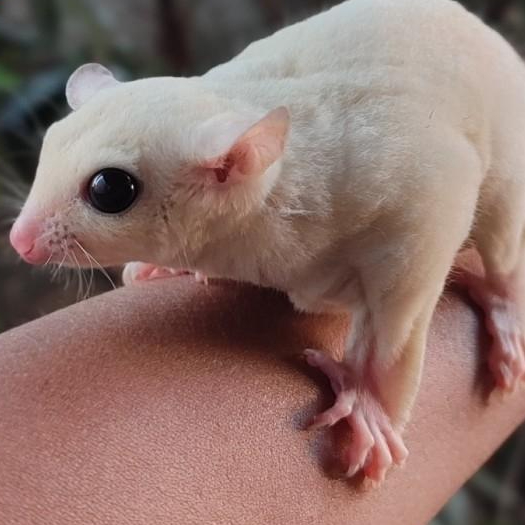 sugar glider leucistik indukan betina