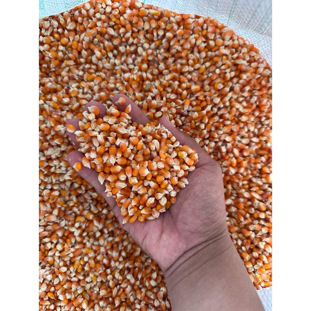 jagung kecil kering 5kg