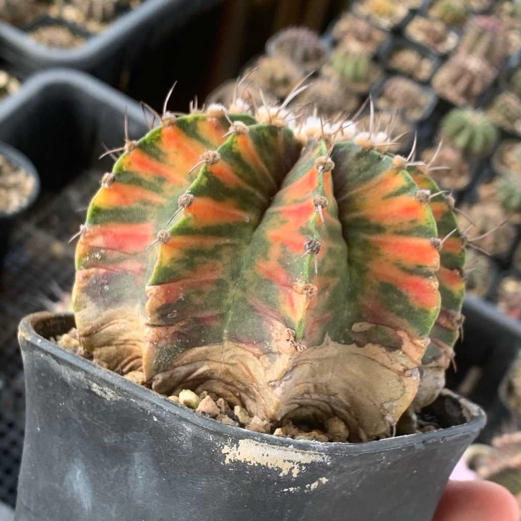 Gymnocalycium lb Varigata kaktus gymno var pi orange hybrid miha 2178 ribs lb2178 tanaman hias hidup