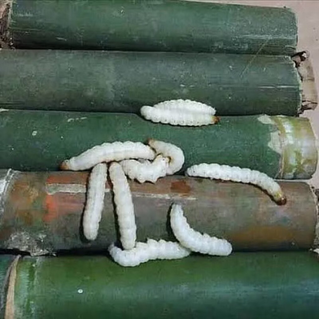 Ulat Bambu Cancilung Isi 10 Pakan Burung & Umpan Pancing
