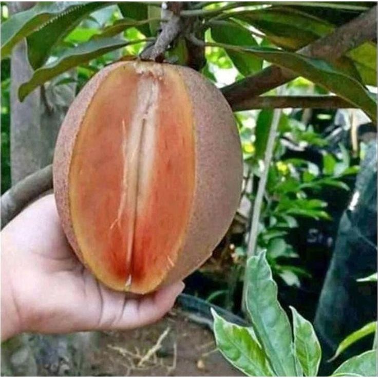 Tanaman Sawo Jumbo / Manilkara zapota Bibit Buah Manis Besar dan Produktif