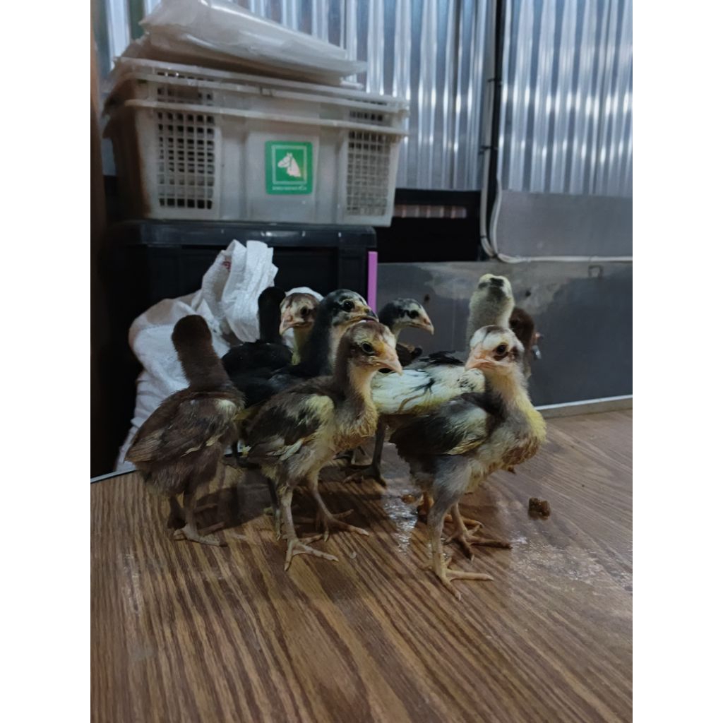 anak ayam Bangkok