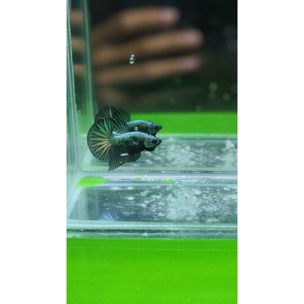 Ikan Cupang Black Samurai Plakat Jantan.