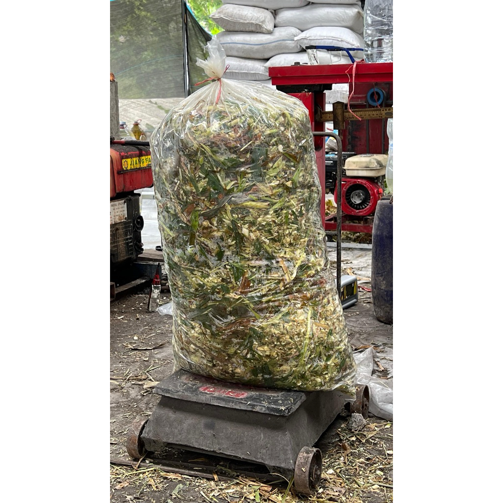 PAKAN TERNAK SILASE TEBON JAGUNG 20 KG