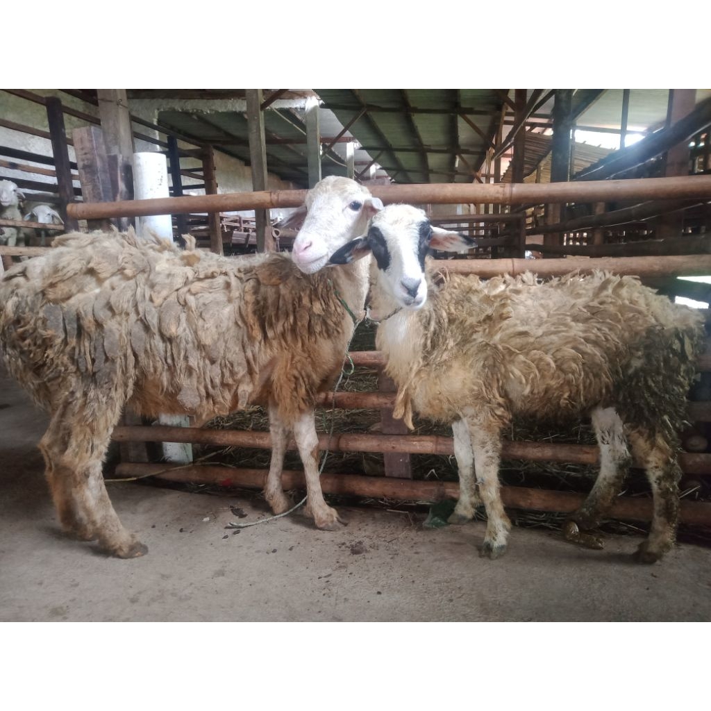 Kambing Qurban Betina / Kambing Aqiqah / Domba Aqiqah / Kambing murah / Domba murah / Kambing Betina