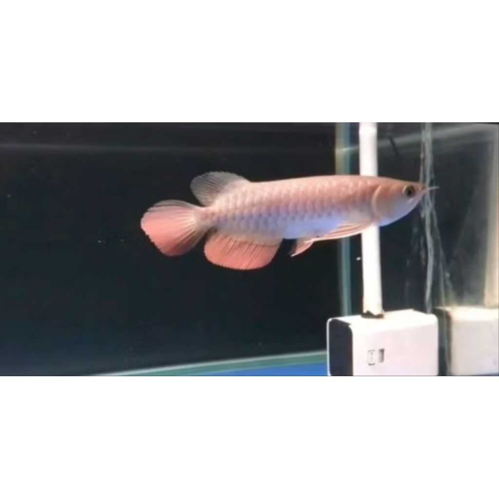 HIASAN ARWANA GOLDEN RED -+20CM