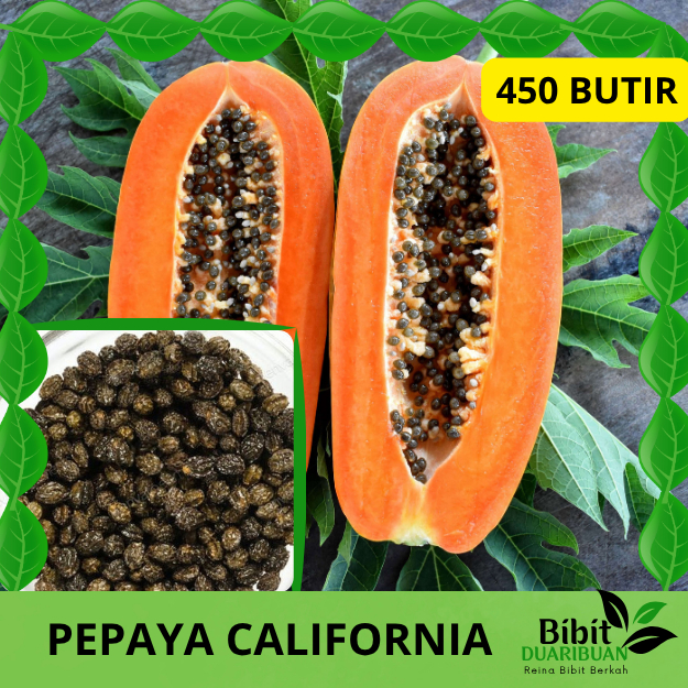 450 butir biji benih pepaya california kualitas super