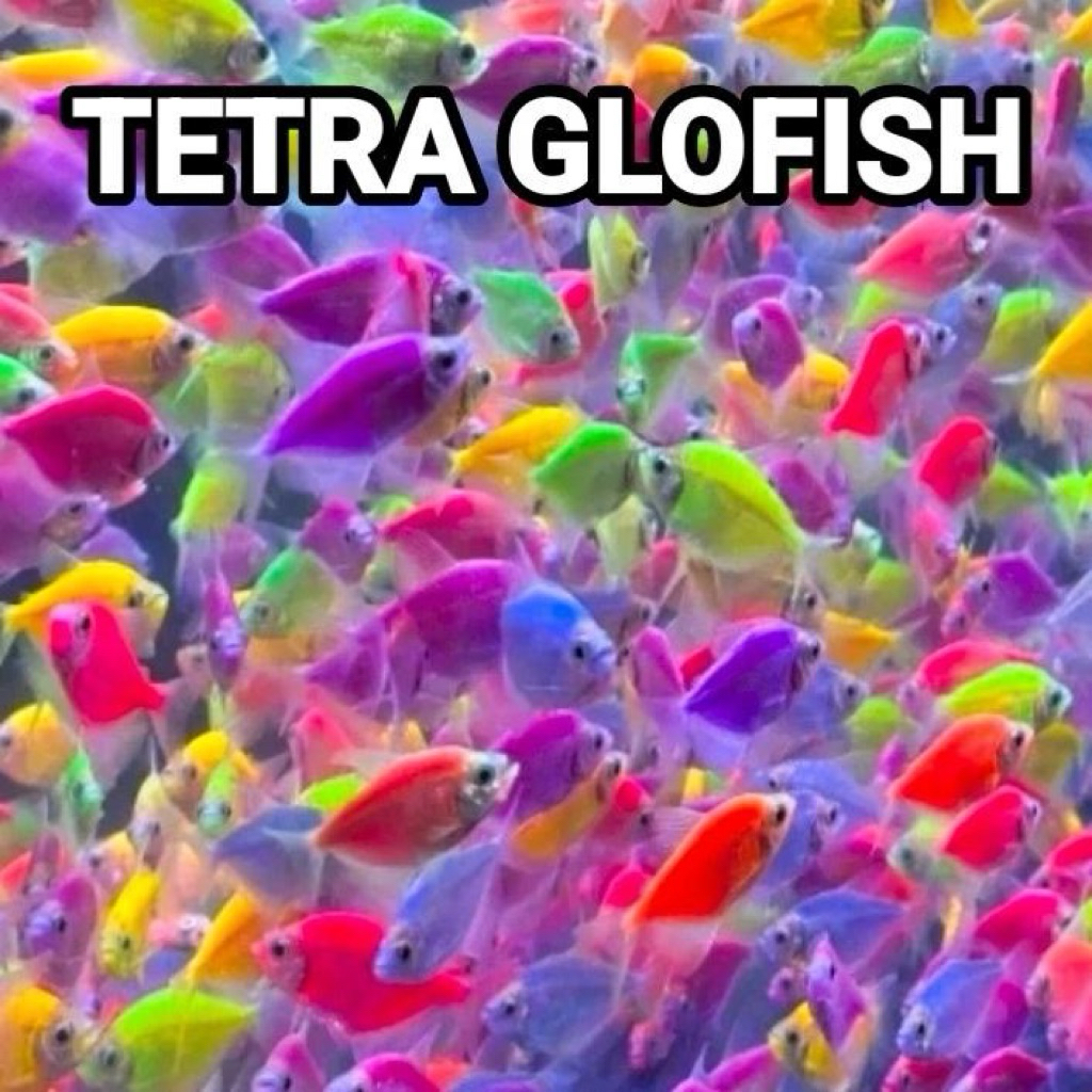 Tetra Glofish - Ikan Aquascape