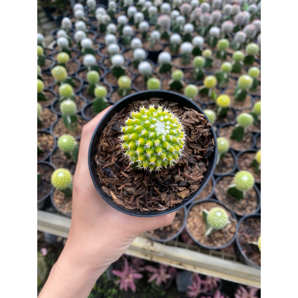 Bunga Kaktus Bulan/Moon Cactus. bunga kaktus murah