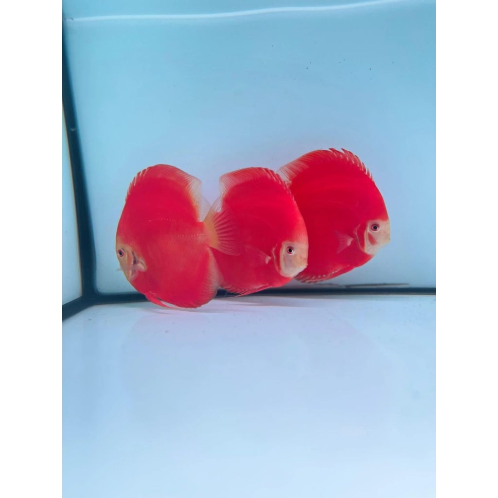 ikan discus kualitas premium super red melon size 4.5inci