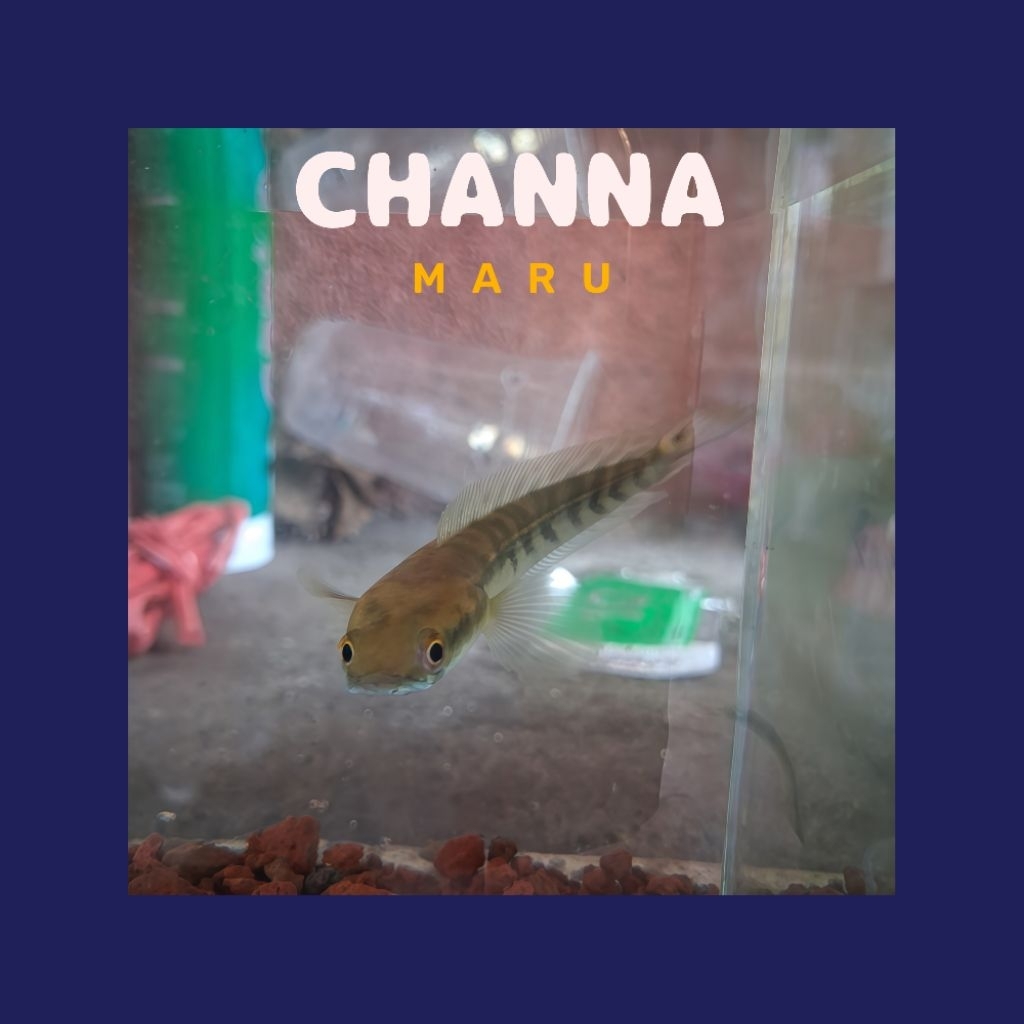 IKAN CHANNA MARU