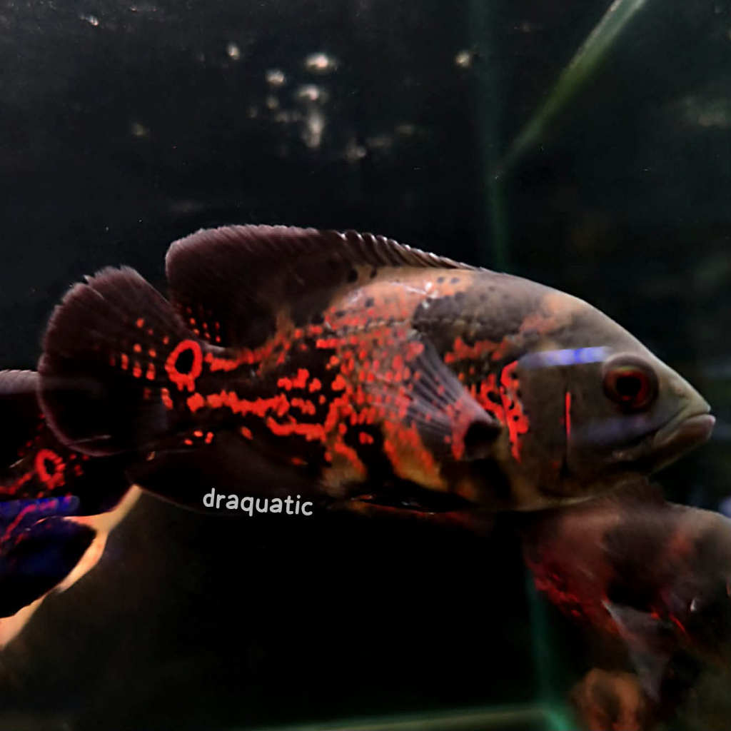 Ikan oscar black tige | Oscar Tiger | Ikan Predator Air Tawar