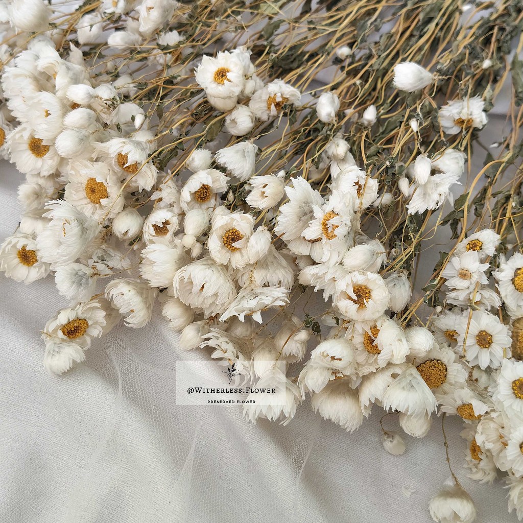 10 gr Dried Rodanthe Flower / Dried Flower Daisy Rodanthe / Bunga Kering