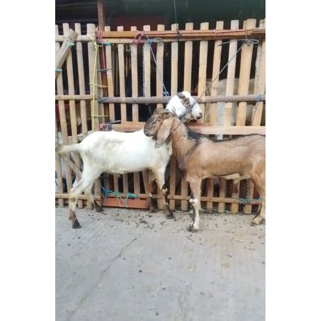 Kambing Qurban Jantan Ekonomis Gemuk sehat tebel