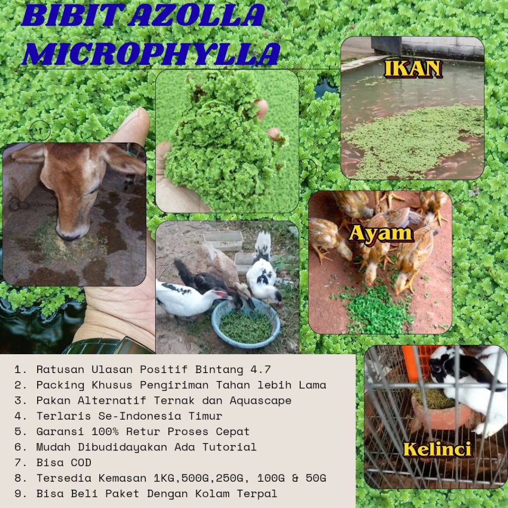 Bibit Azolla Microphylla 1 KG / 1000 G, Benih Tanaman Air Hijau Azolla ini Mudah dalam perawatan dan
