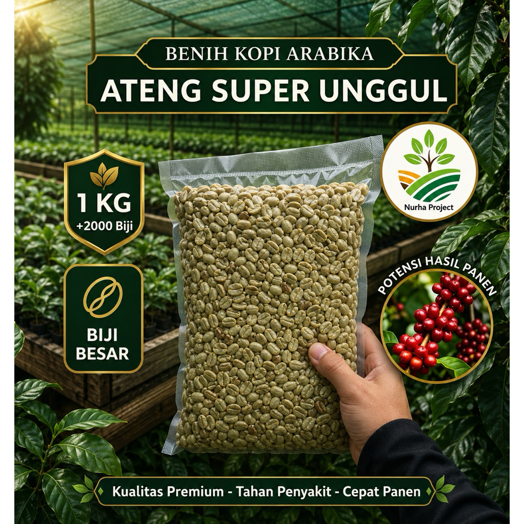 Benih Kopi Arabika Gayo Siap Semai | Bibit Varietas Ateng