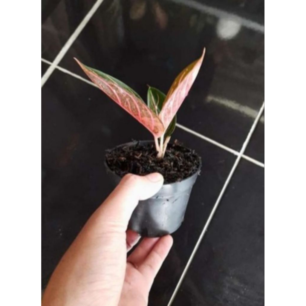 Baby Red Sumatra Aglonema tanaman hias 2/3 daun
