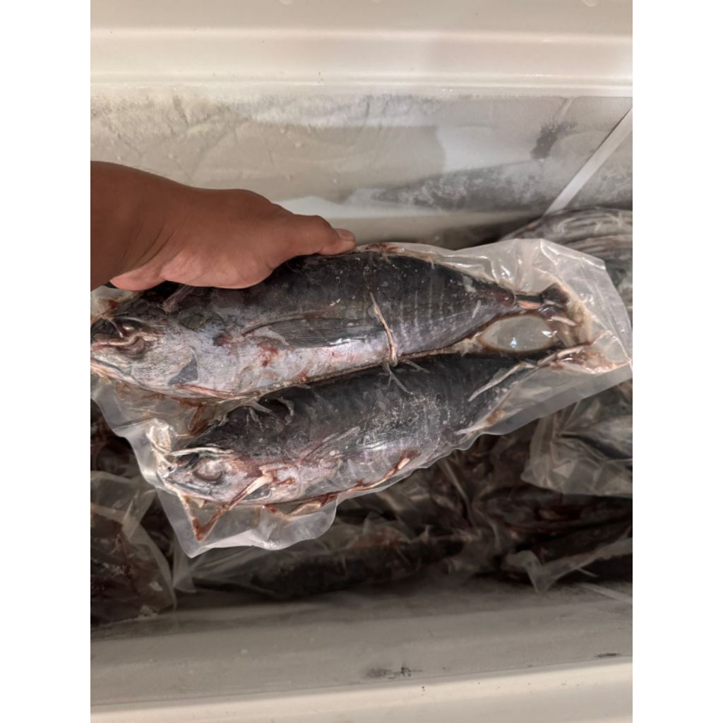 Ikan Baby Tuna Utuh 600gr - 1kg Frozen Beku Kapal