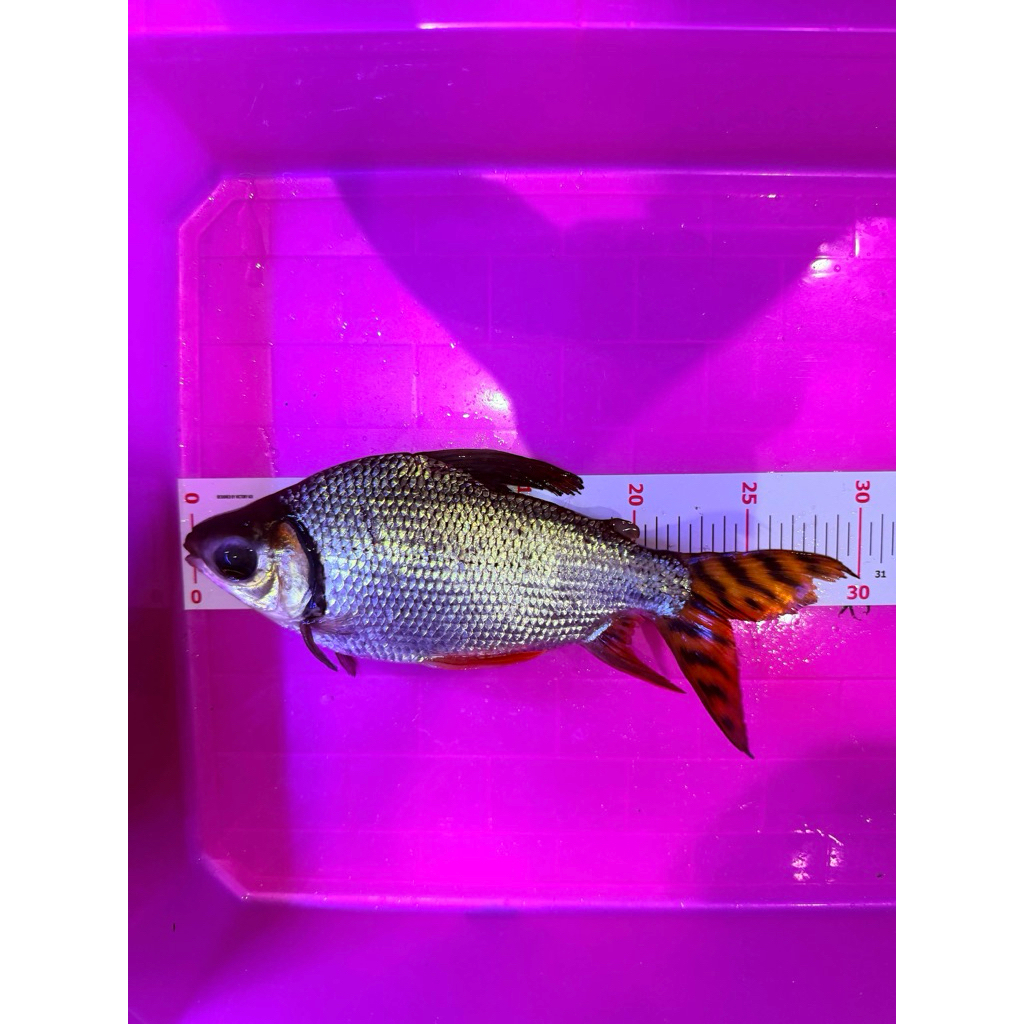 Ikan RFF Red FeiFeng 30cm