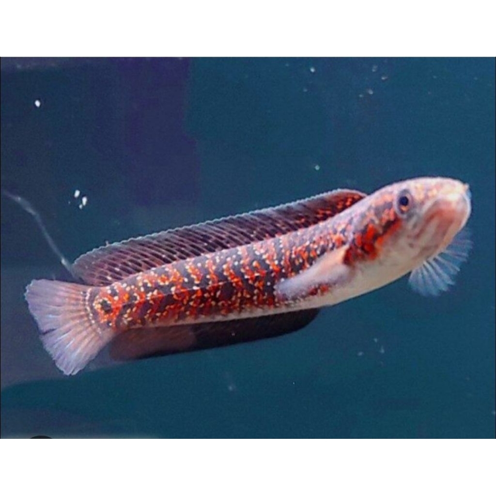 Baby Channa size 7-8cm Asiatica Red Spotted Kalimaya (RSP) Full Spot Sortiran Single Tank