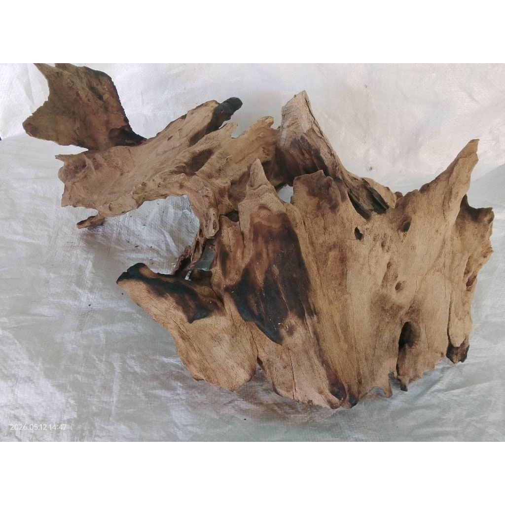 KHUSUS COSTUM bonggol kayu jati serbaguna untuk kerajinan. kayu jati murah. aquascape. akar kayu jat