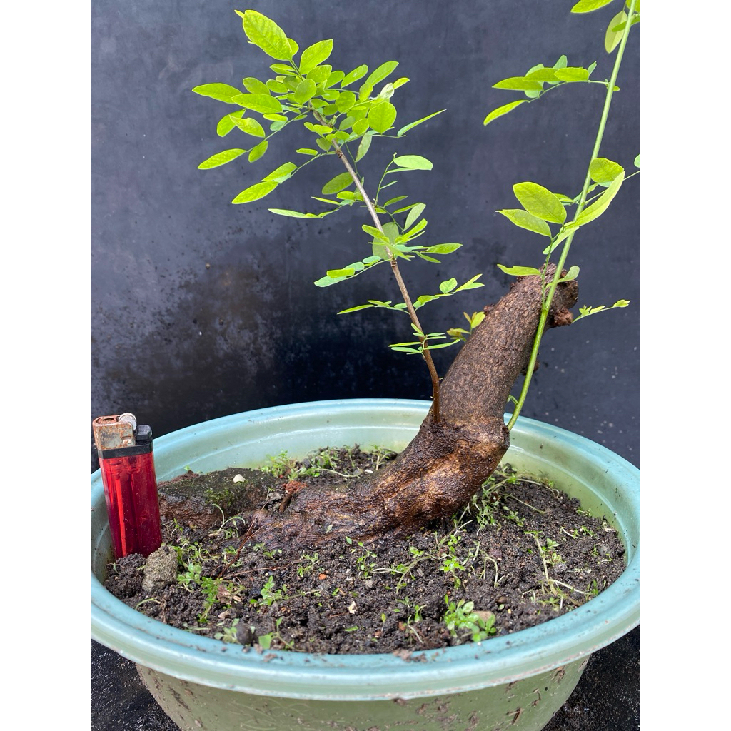 Bahan bonsai ileng-ileng / mangsian / phylantus reticulatus