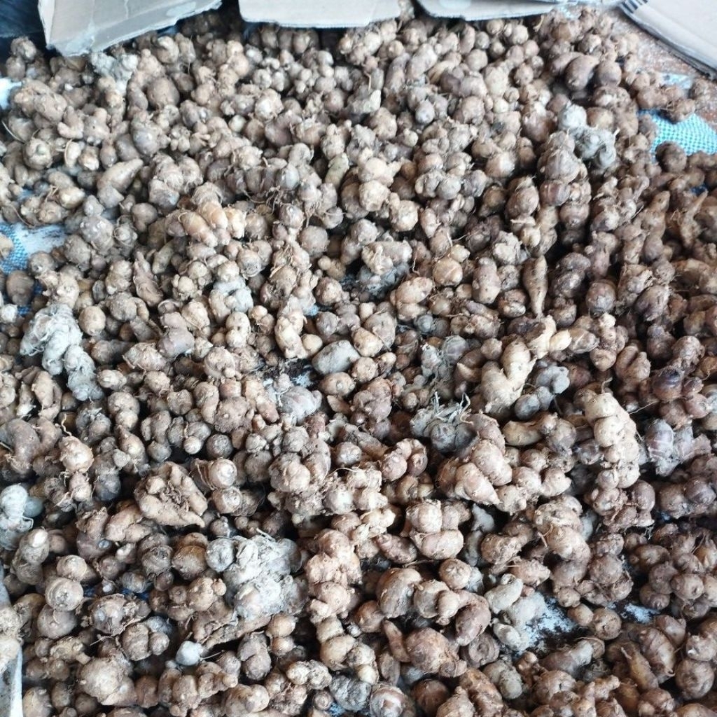 KENCUR 1KG