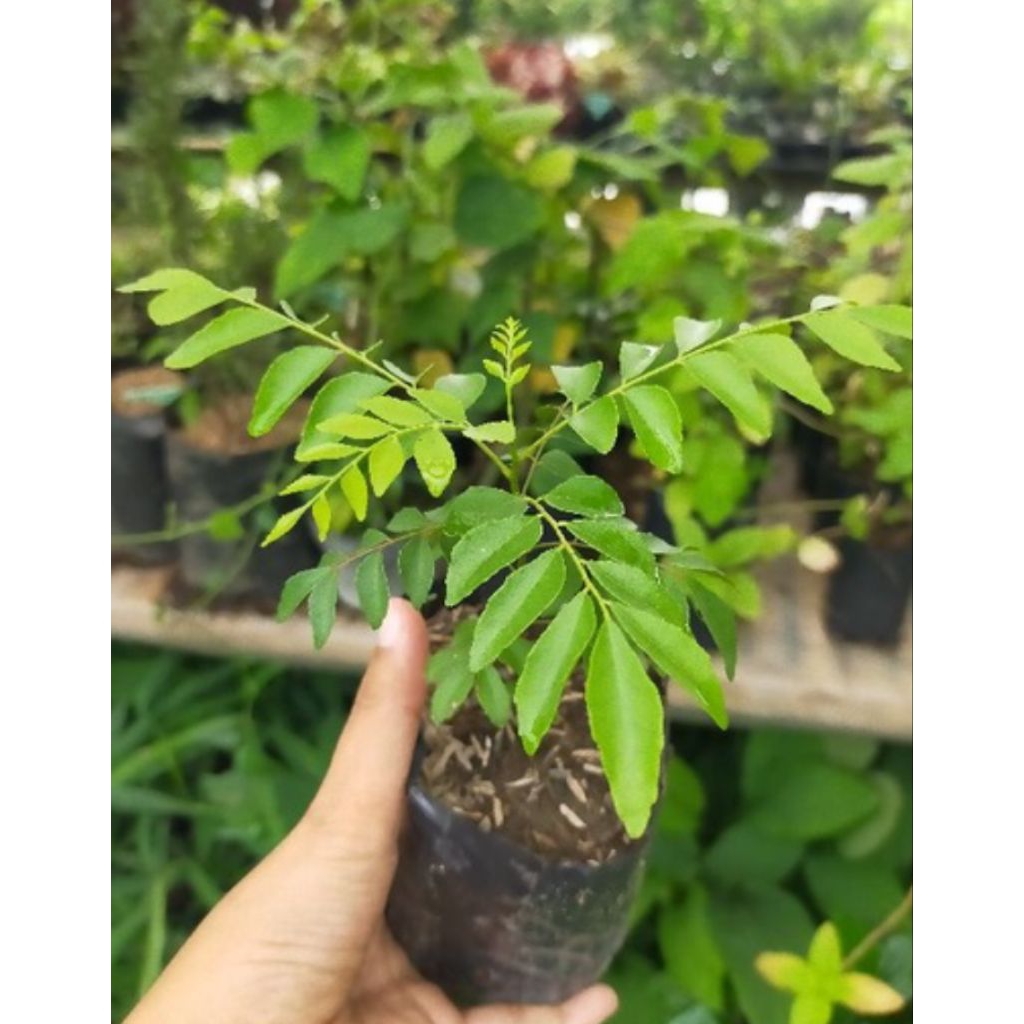 Pohon Salam Koja/ Tanaman Salam Koja/ Daun Kari/ Bibit Pohon Salam Koja/ Pohon Kari