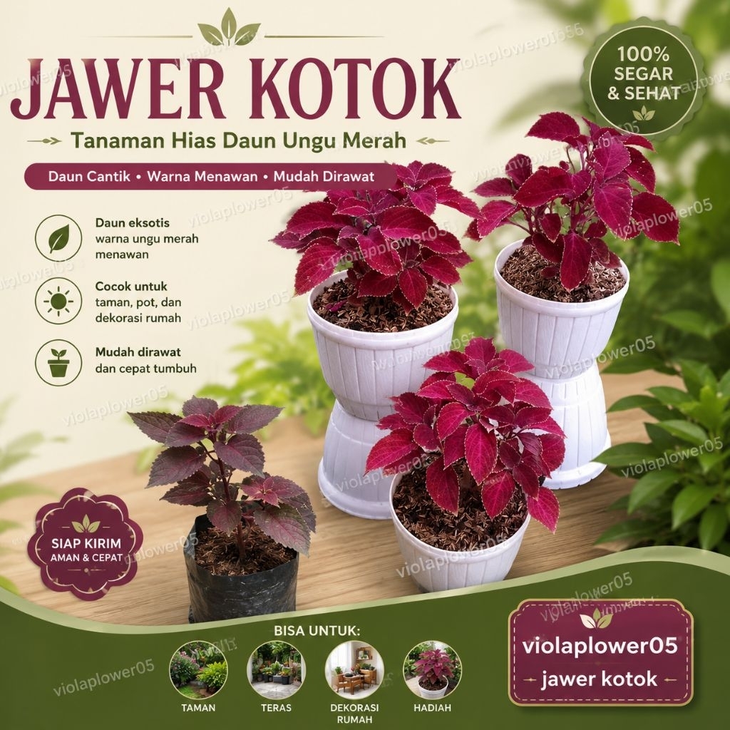 Jawer Kotok. Bibit Tanaman Herbal Jawer Kotok Rimbun Siap Tanam. jawer Kotok subur dan segar