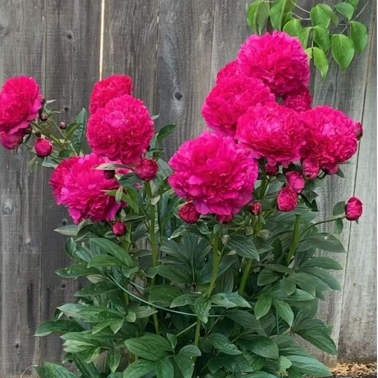 [BISA COD] Bibit umbi bunga peony import warna fuchia/Benih bonggol bunga peony import siap tanam