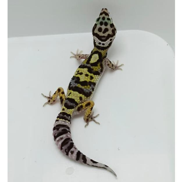 Leopard Gecko Black Night ph Tremper | Male  Gecko Sehat Aktif Jinak - BN10F