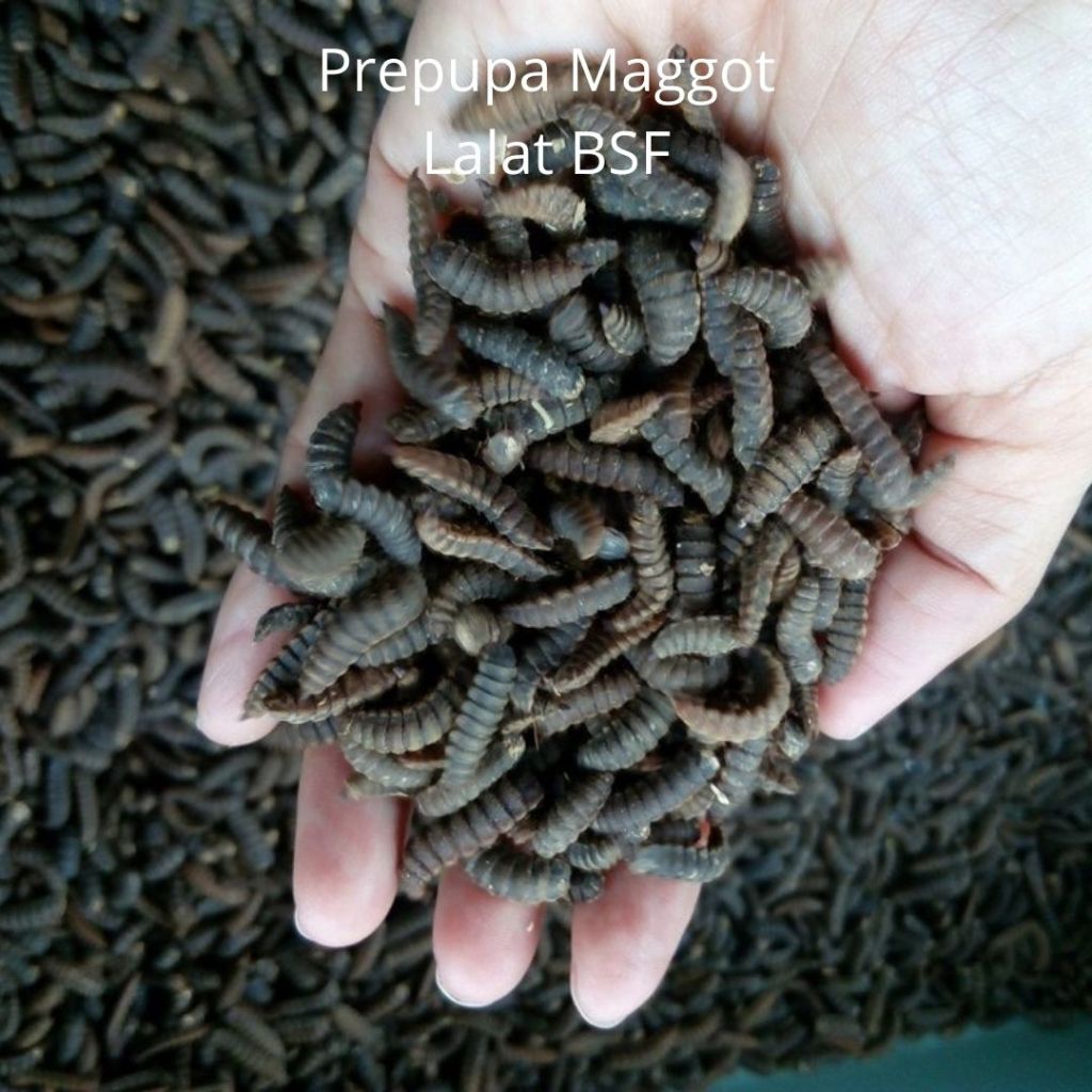 pupa perpupa maggot bsf 100 gram