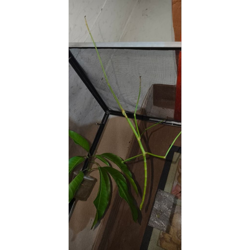 nama: stick insect deskripsi: belalang tongkat ukuran -+20cm pemakan dedaunan