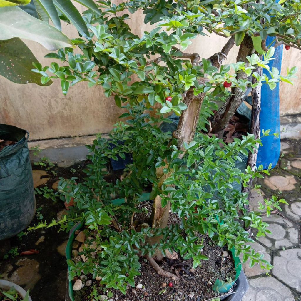 Bahan bonsai jeruk kingkit