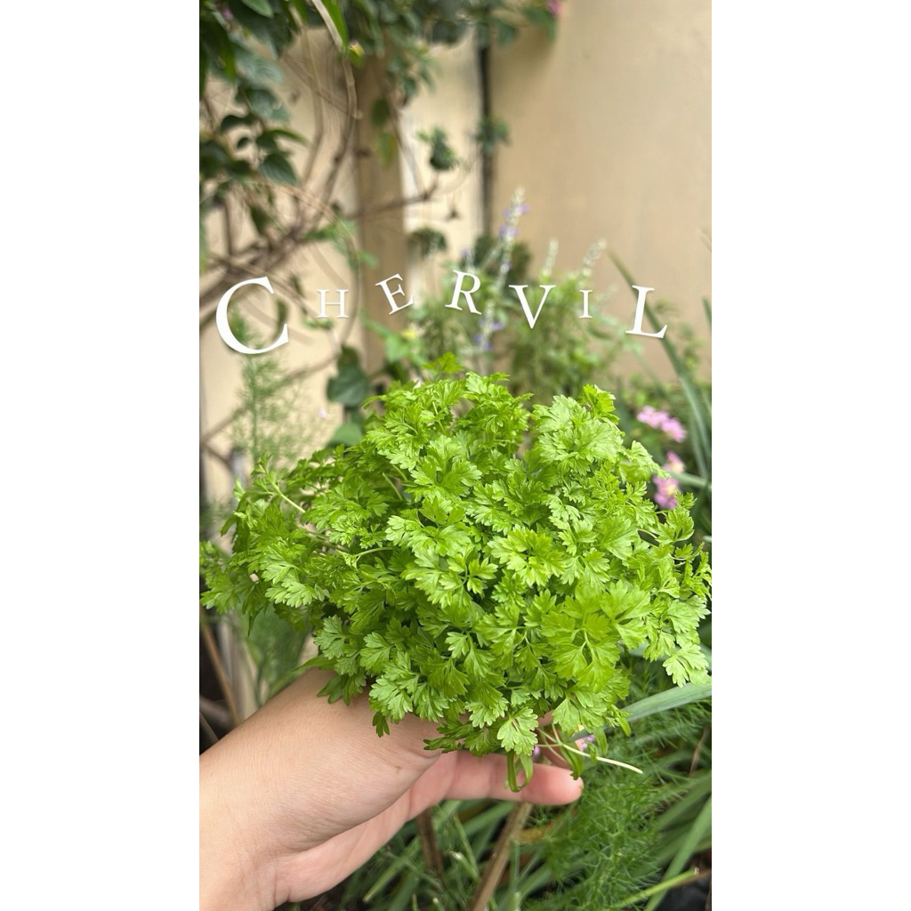 Chervil | garnish makanan | edible flower