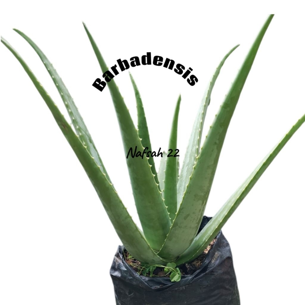 lidah buaya jumbo barbadensis