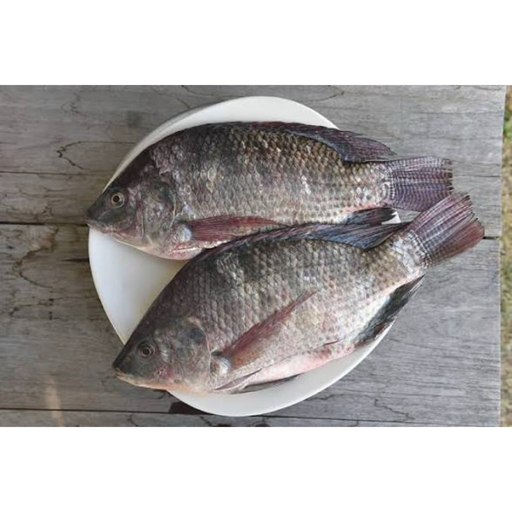 Ikan Mujair 1Kg