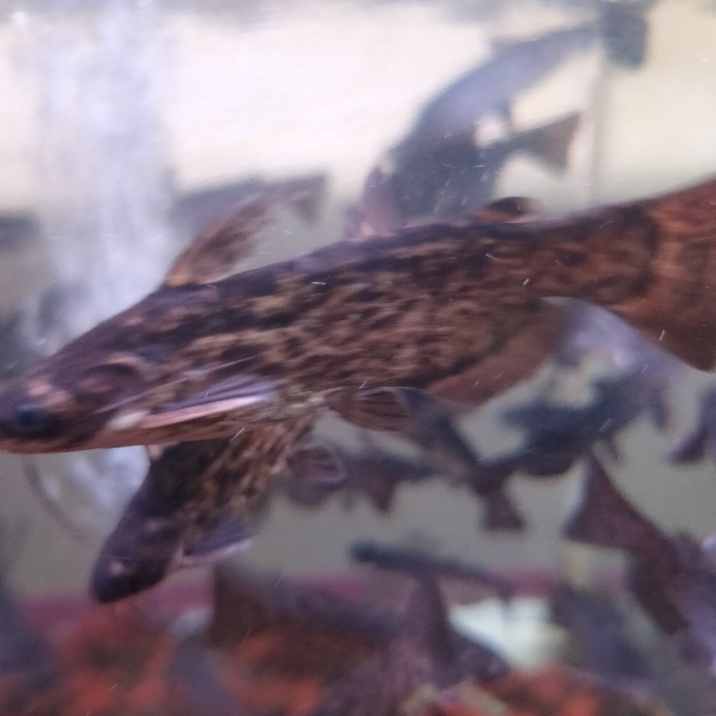 hiasan akurium ikan Colombia catfish ikan sehat&aktif size 8-9cm
